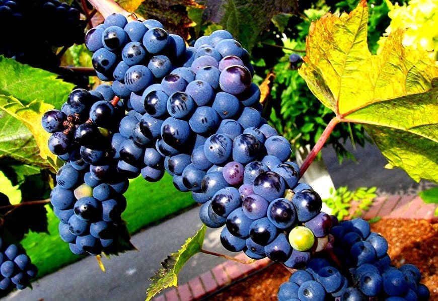 Λοσιόν για πλύσιμο με σταφύλι και αλόη στο σπίτι